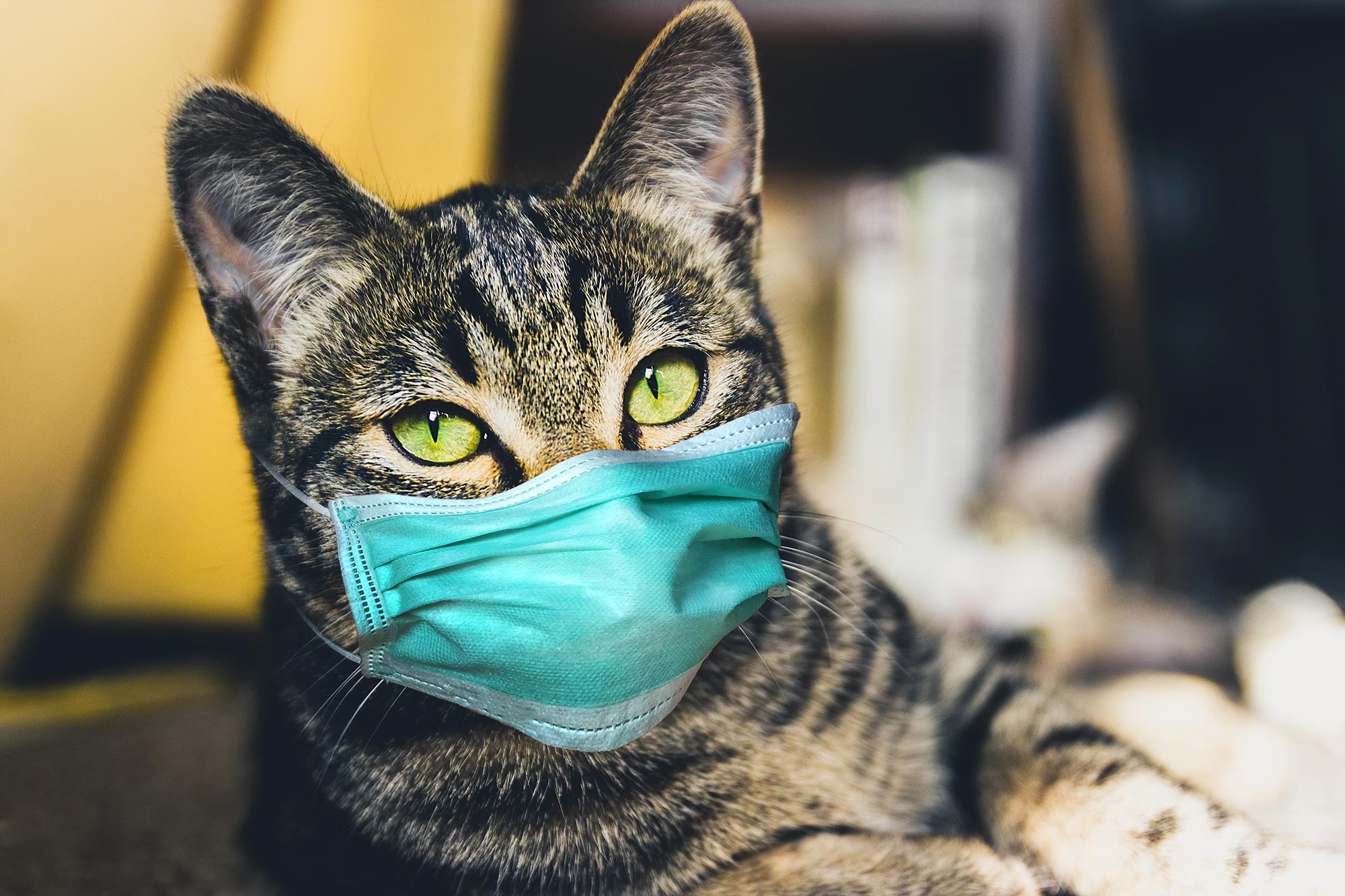Coronavirus and its affect on Cats