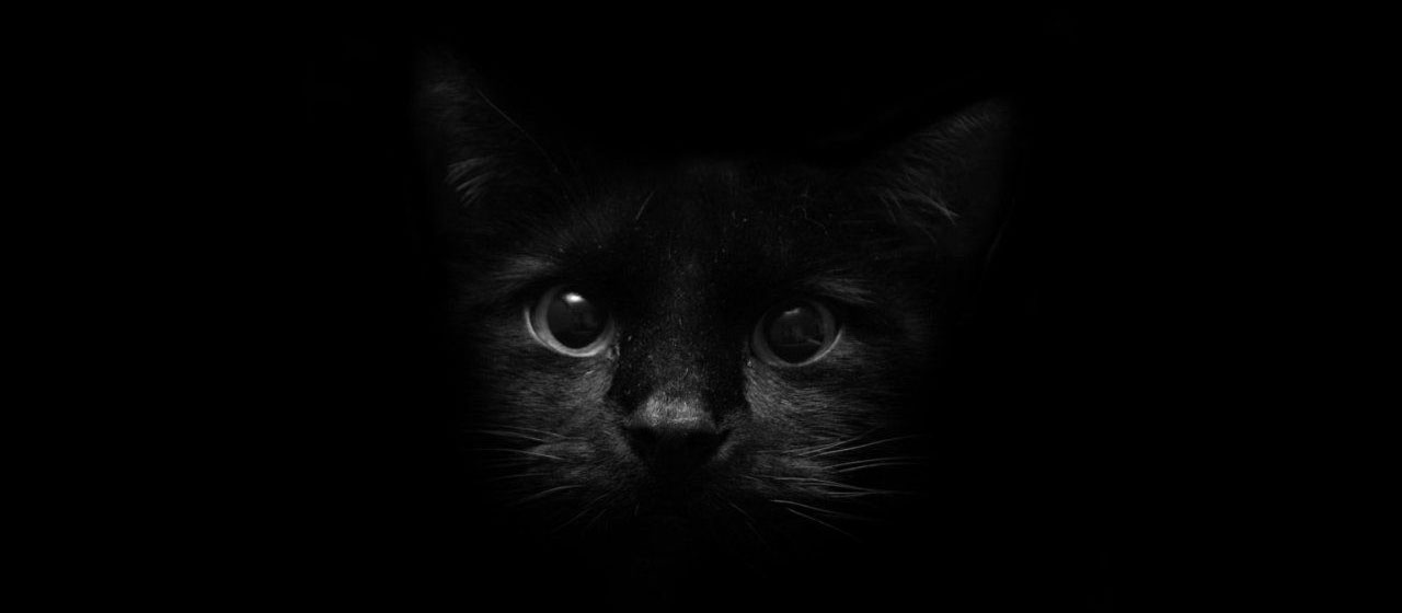 Rescue cats – this is our Story
