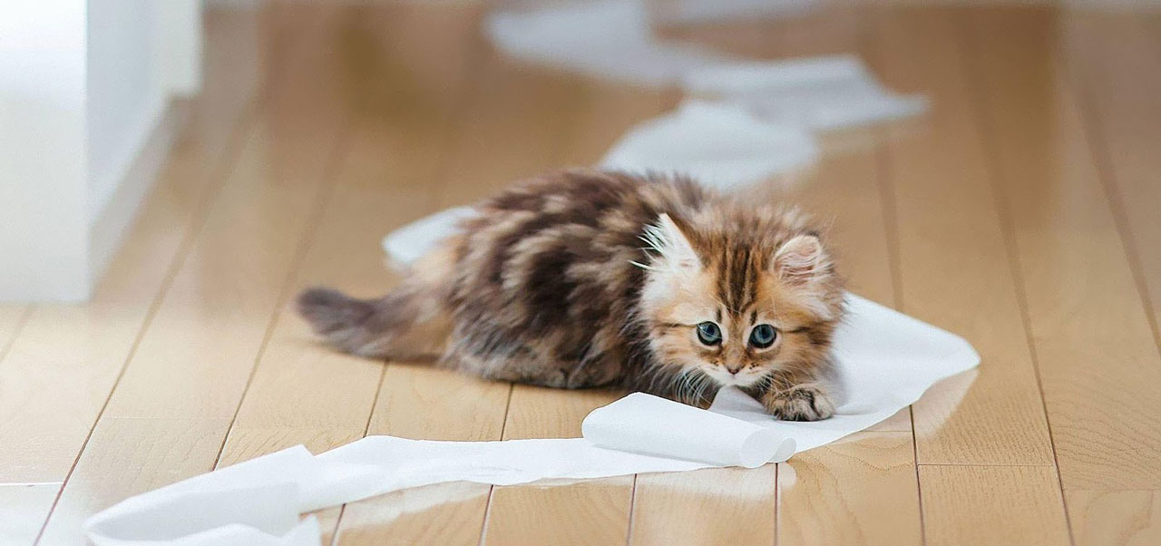 Can you really train a Cat?