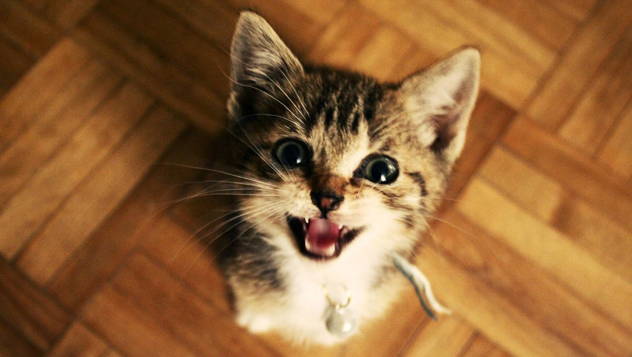 Your Kneady Cat