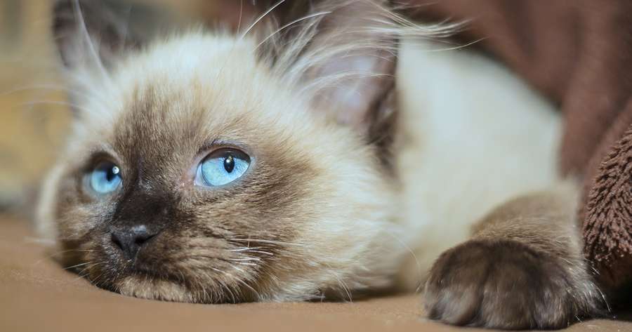 Face-palm moments with Cats