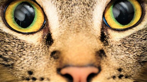 Cats cannot see in colour