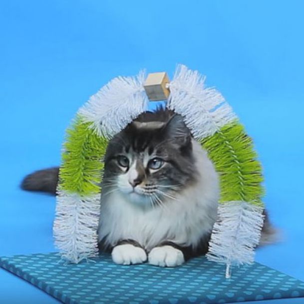 Do-It-Yourself cats toys and accessories