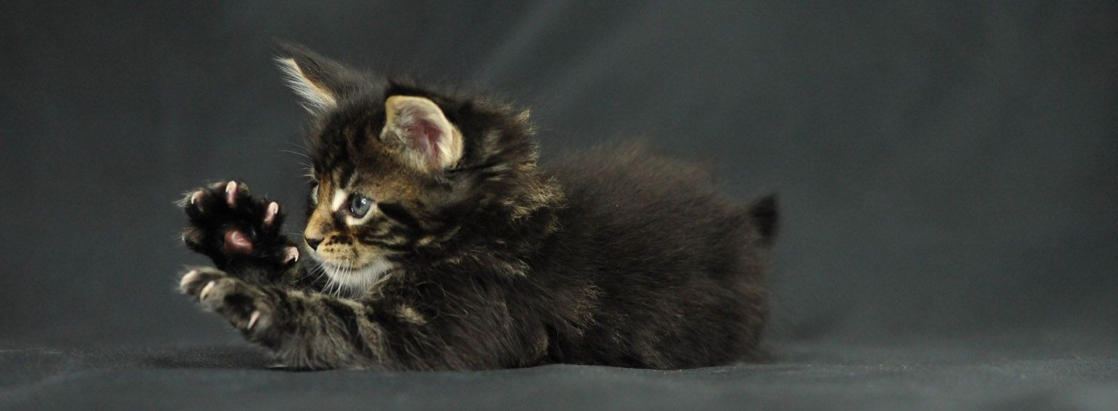 What is declawing?