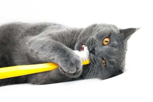 Cat dry food can clean their teeth