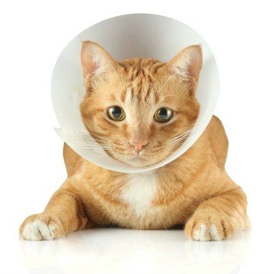 cat Wound Care