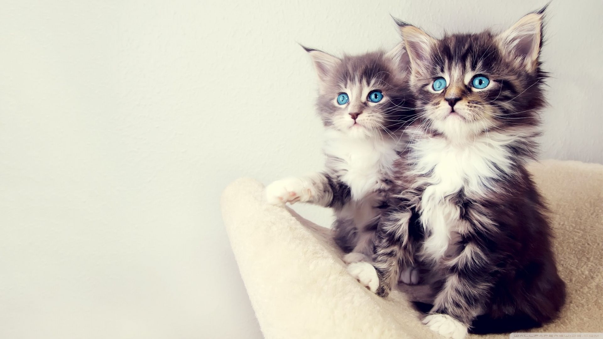 blog about cats and kittens